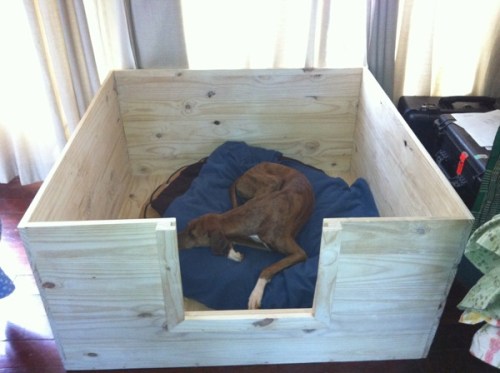 Zel in Whelping Box