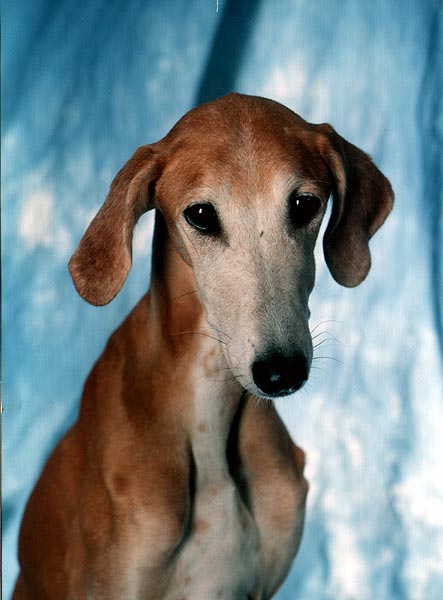 Taikoussou ag intangoum